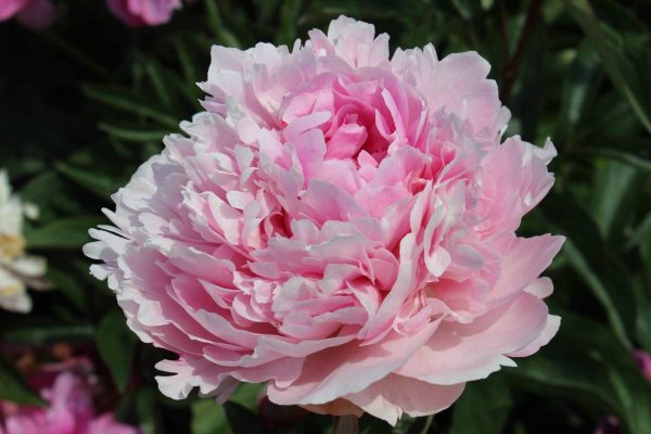 Paeonia  Alice Harding