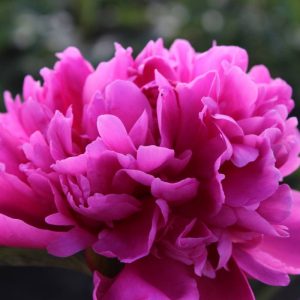 Paeonia  Amabilis
