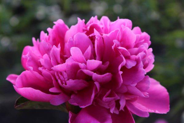 Paeonia  Amabilis
