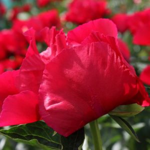 Paeonia  America