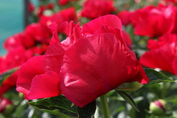 Paeonia  America