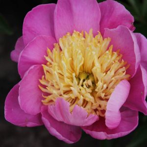 Paeonia  Antwerpen