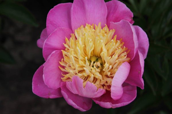 Paeonia  Antwerpen