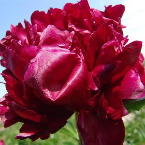Paeonia  Armani