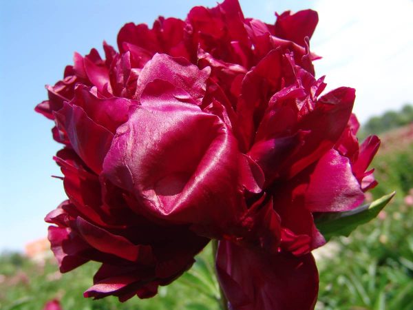Paeonia  Armani