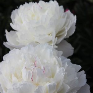 Paeonia  Avalanche