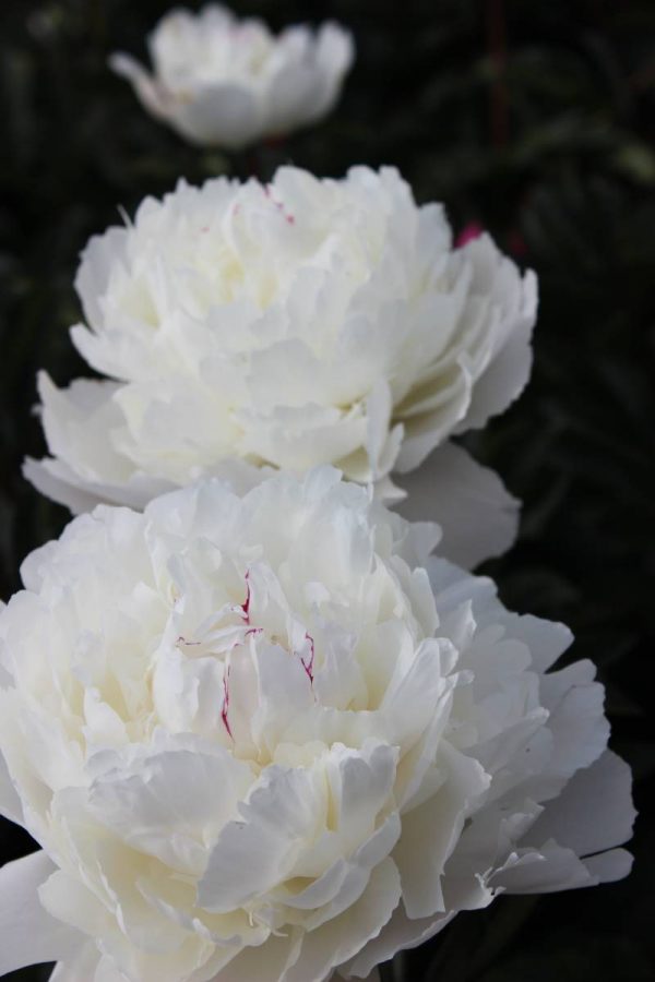 Paeonia  Avalanche