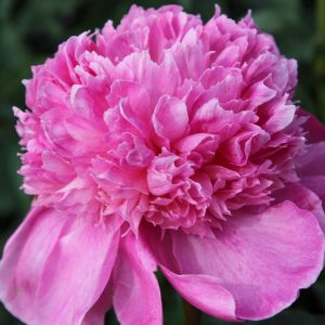 Paeonia  Barbara