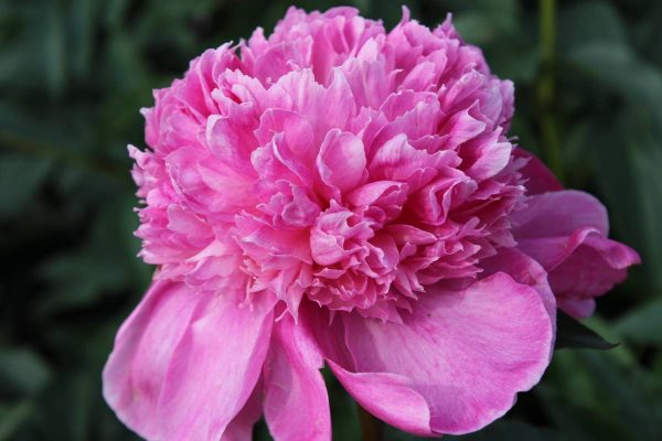 Paeonia  Barbara