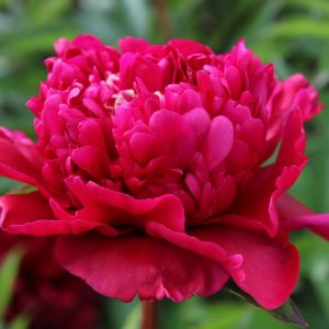 Paeonia  Big Ben
