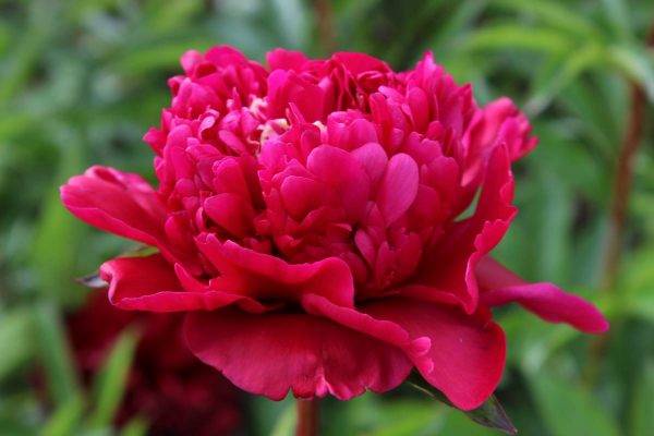 Paeonia  Big Ben