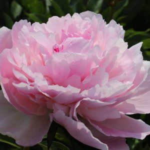 Paeonia  Bouchella