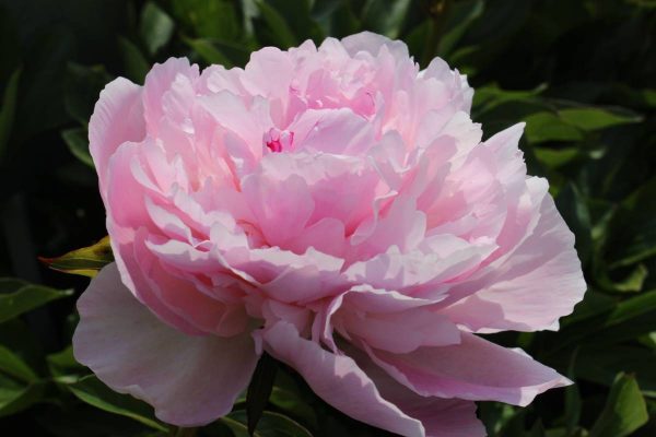 Paeonia  Bouchella