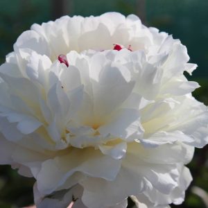 Paeonia  Boule de Neige