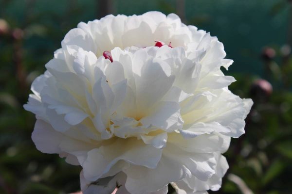 Paeonia  Boule de Neige