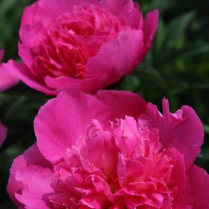 Paeonia  Bouquet Perfect