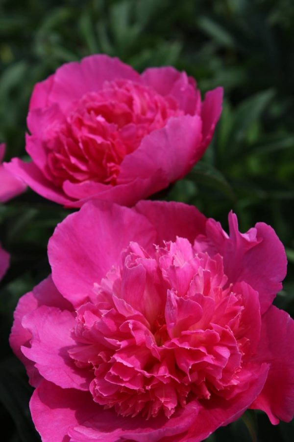 Paeonia  Bouquet Perfect
