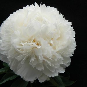 Paeonia  Bowl of Cream