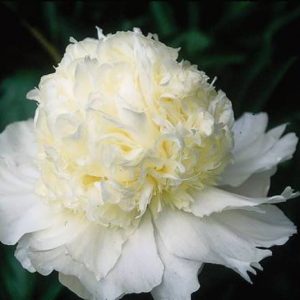 Paeonia  Charles White