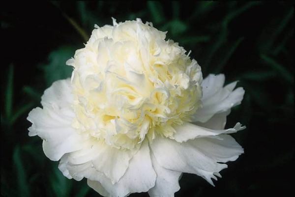 Paeonia  Charles White