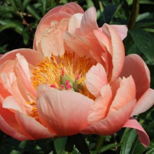 Paeonia  Coral Charm