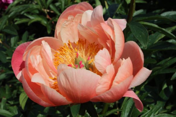 Paeonia  Coral Charm