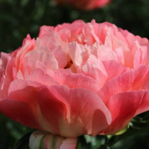 Paeonia  Coral Sunset