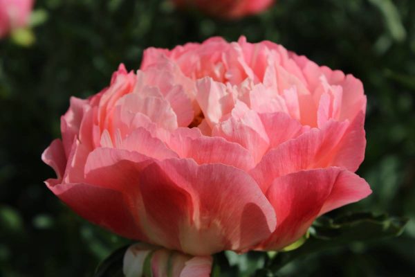 Paeonia  Coral Sunset