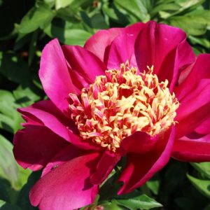 Paeonia  Cuckoos Nest
