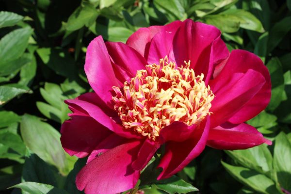 Paeonia  Cuckoos Nest