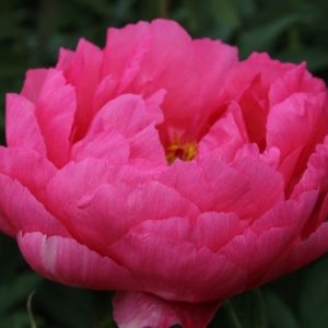 Paeonia  Cytherea