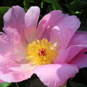 Paeonia  Pink Dawn