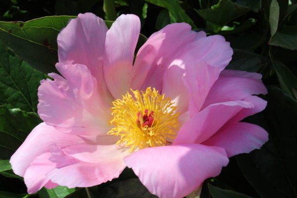 Paeonia  Pink Dawn