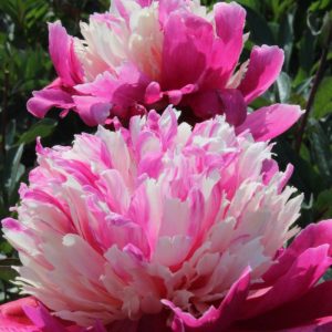 Paeonia  Daydream