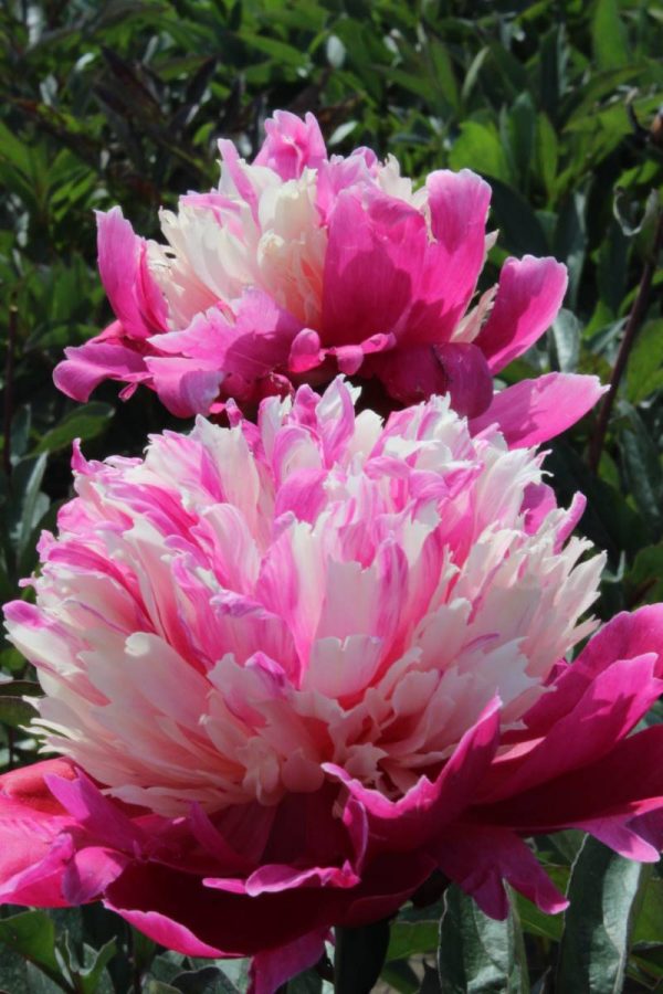Paeonia  Daydream