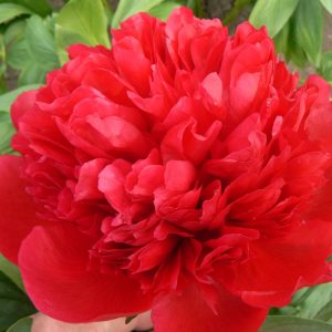 Paeonia  Diana Parks