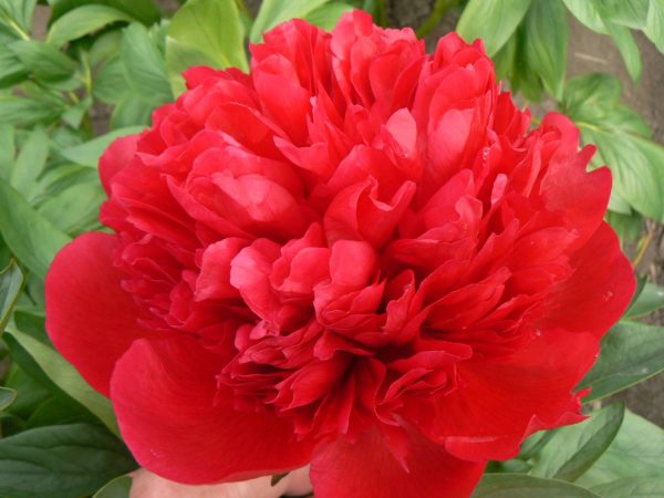 Paeonia  Diana Parks