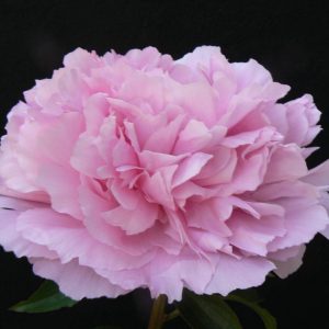 Paeonia  Dinner Plate