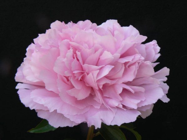 Paeonia  Dinner Plate