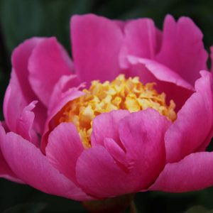 Paeonia  Doreen