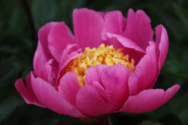 Paeonia  Doreen