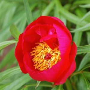 Paeonia  Early Scout
