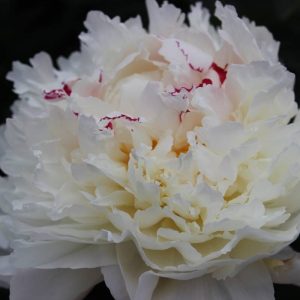 Paeonia  Madame Eduard Doriat