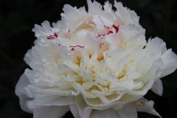 Paeonia  Madame Eduard Doriat