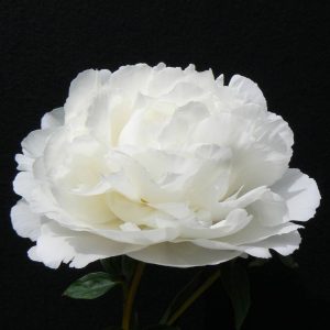 Paeonia  Elsa Sass