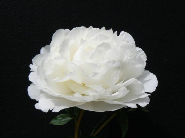 Paeonia  Elsa Sass