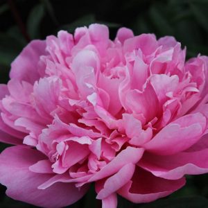 Paeonia  Emma Klehm