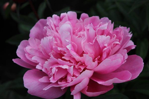 Paeonia  Emma Klehm