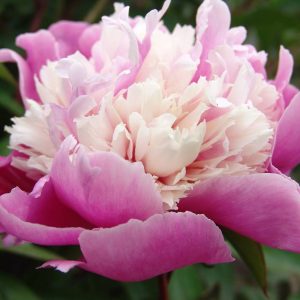 Paeonia  Evening Dream