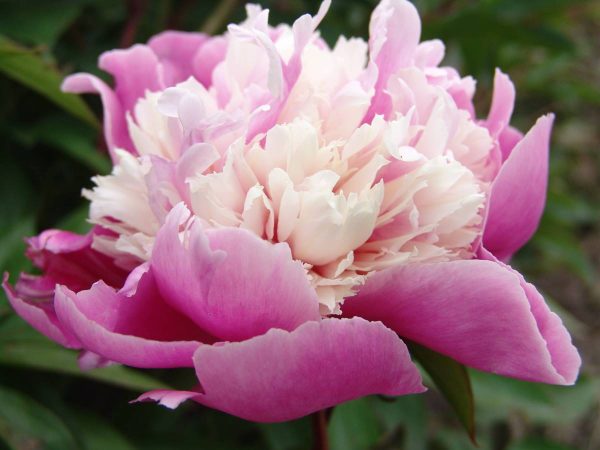 Paeonia  Evening Dream